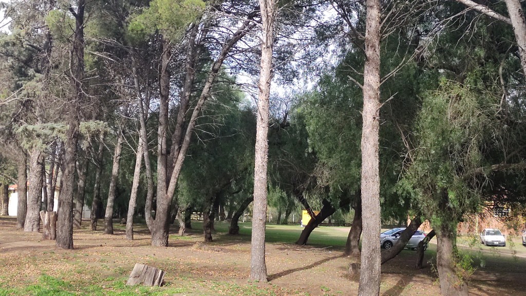 Bosque del Hospital Gobernador Centeno